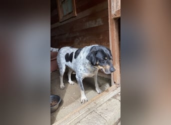 Bice - SOS - Dringend neues Zuhause oder Pflegestelle gesucht /Das hat sie nicht verdient