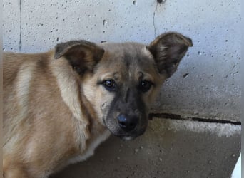 Quarven - Kleiner Hundejunge, was nun?