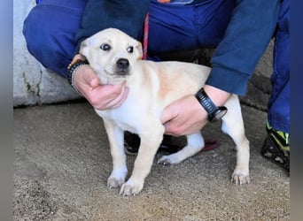 Sniffy - ...und Sirette halten zusammen