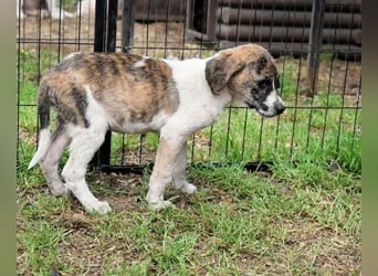Woola - Als Mama noch bei uns war