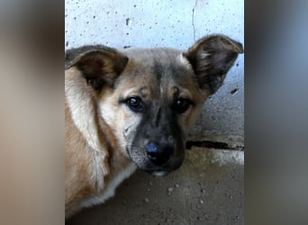 Quarven - Kleiner Hundejunge, was nun?