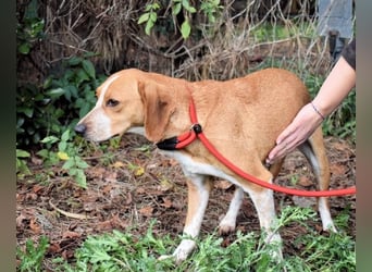 Cecilius - ein ruhiger Begleiter