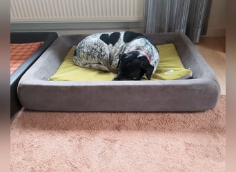 Bice - SOS - Dringend neues Zuhause oder Pflegestelle gesucht /Das hat sie nicht verdient