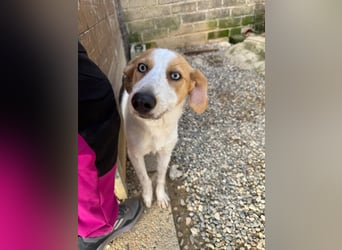 Zoe - Mit Schutzengeln gesegnet