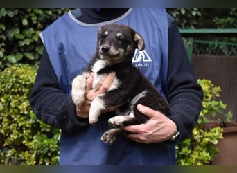 Vessilia - Kuckuck...hallo...sind da draußen Menschen?