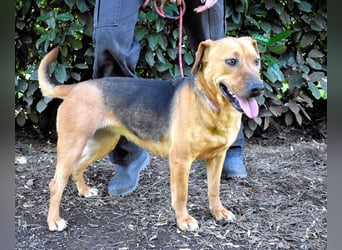 Linnea - Hauptsache ihr großes Herz passt in`s Körbchen