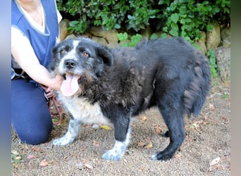 Dino - Gentleman auf Irrwegen