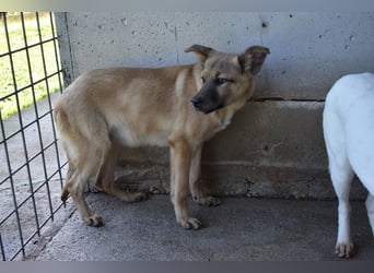 Quarven - Kleiner Hundejunge, was nun?