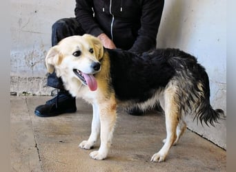 Fioralba - Fantastisches Powerpaket mit Freundlichkeitsbonus