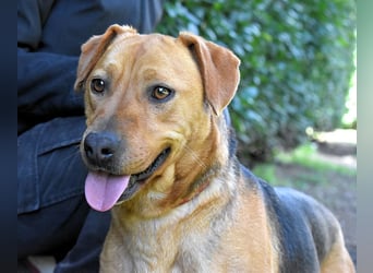 Linnea - Hauptsache ihr großes Herz passt in`s Körbchen