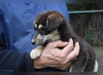 Vistella - Kuckuck...hallo...sind da draußen Menschen?