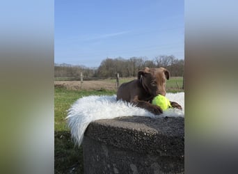 Liva - Also ehrlich, wir sind doch nur Babys!