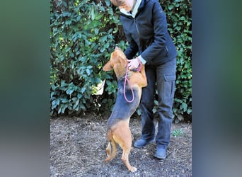 Linnea - Hauptsache ihr großes Herz passt in`s Körbchen