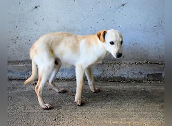 Elvio - seine Mut-Münzen sind fast aufgebraucht