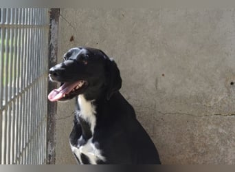 Pollard - Wer zaubert ihm ein Lächeln ins Gesicht?