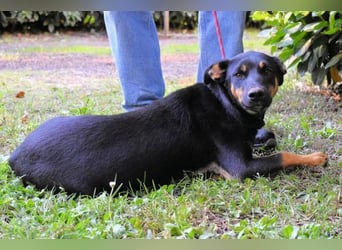 Djamica - fröhliche Junghündin mit offenem Herzen