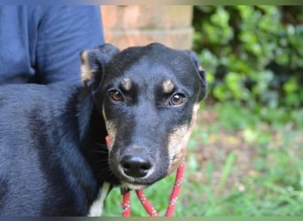 Damiana - ein schüchternes Hundemädchen sucht Sicherheit