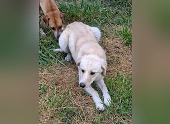 Maja - (Dringend Zuhause oder Pflegestelle gesucht) Wer kennt nicht die Biene Maja?