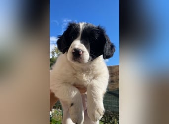 Imma - Neunmal werden wir noch wach...