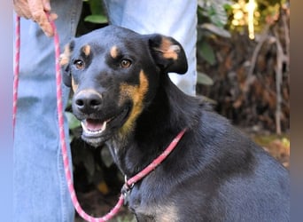 Djamica - fröhliche Junghündin mit offenem Herzen