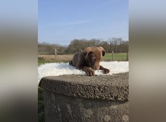 Liva - Also ehrlich, wir sind doch nur Babys!