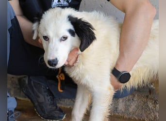 Rylando - Ein Anfang, der nie kam