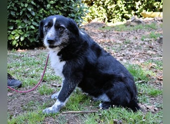 Dino - Gentleman auf Irrwegen