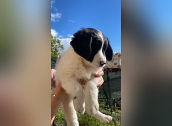 Imma - Neunmal werden wir noch wach...