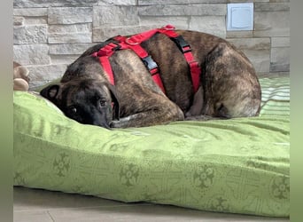 Branson - taut langsam auf und sucht Menschen mit Zeit