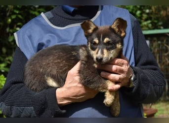 Vionella - Kuckuck...hallo...sind da draußen Menschen?