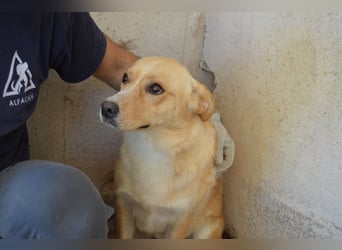 Sigrid - es ist wankelmütig, dieses Schicksal