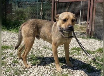 Faudor - Bist du die letzte Station meiner Odyssee?