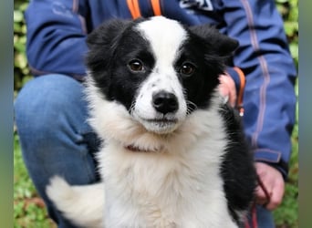 Crix - Hat seine Fledermausohren auf Empfang