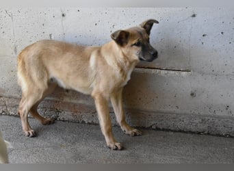 Quarven - Kleiner Hundejunge, was nun?