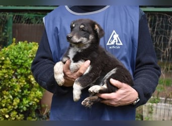 Vessilia - Kuckuck...hallo...sind da draußen Menschen?