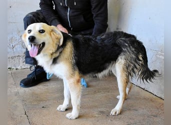 Fioralba - Fantastisches Powerpaket mit Freundlichkeitsbonus