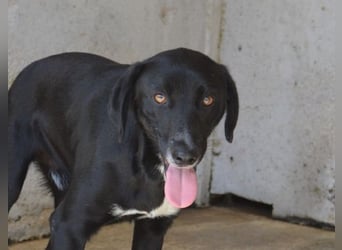 Pollard - Wer zaubert ihm ein Lächeln ins Gesicht?