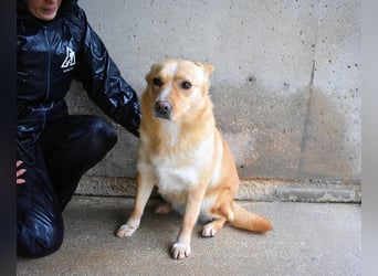 Sigrid - es ist wankelmütig, dieses Schicksal