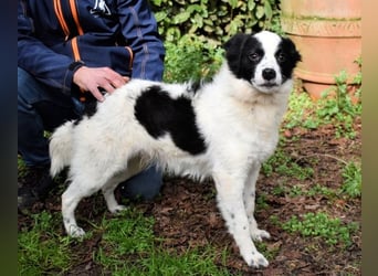 Crix - Hat seine Fledermausohren auf Empfang