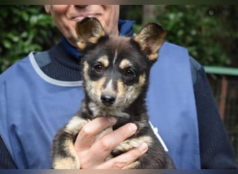 Vionella - Kuckuck...hallo...sind da draußen Menschen?