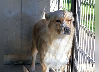 Sigrid - es ist wankelmütig, dieses Schicksal