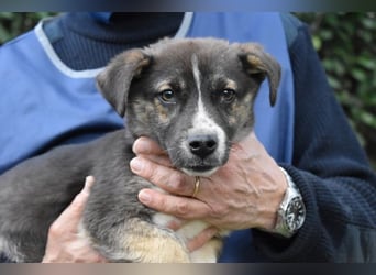 Virox - Kuckuck...hallo...sind da draußen Menschen?