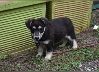 Vistella - Kuckuck...hallo...sind da draußen Menschen?