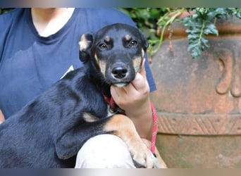 Damiana - ein schüchternes Hundemädchen sucht Sicherheit