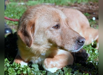 Burke - Der sanfte Bruder mit dem warmen Blick