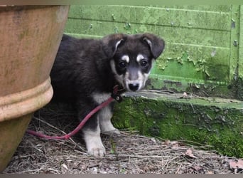 Vistella - Kuckuck...hallo...sind da draußen Menschen?