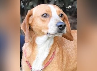 Cecilius - ein ruhiger Begleiter