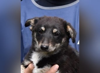 Vessilia - Kuckuck...hallo...sind da draußen Menschen?