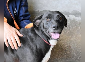 Perlyn - Charmante Ex-Sommerfigur mit Modelpotenzial