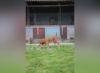 Houdini - ein frischer Wind